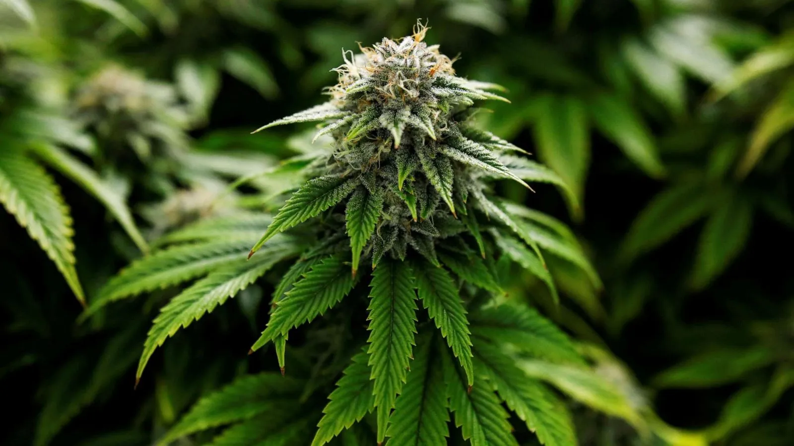 marijuana