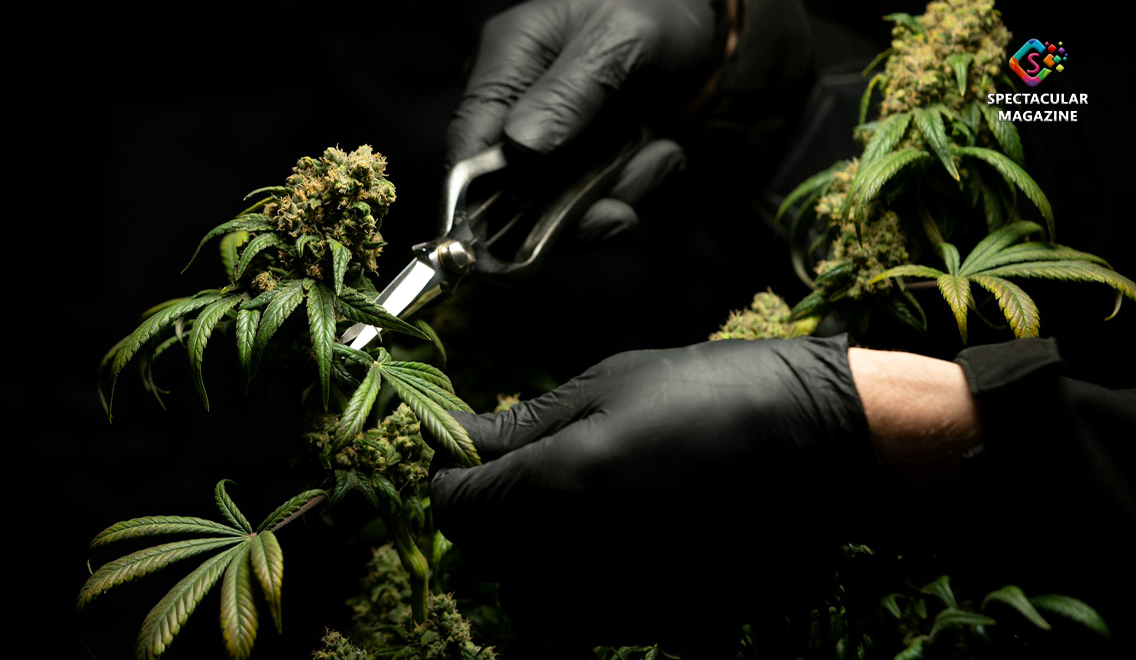 MARIJUANA-legal-fea